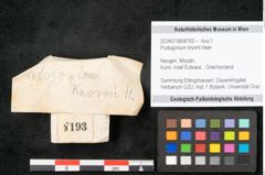 Foto (Objekt + Etikett) von Podogonium knorrii Heer (NHMW-GEO-2024-0188-8193)